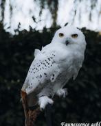 🦅 Stage fauconnerie – Expérience unique avec les rapaces 🦅, Ophalen, Nieuw