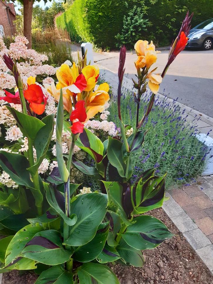 canna,s cleopatra, Tuin en Terras, Planten | Tuinplanten, Ophalen of Verzenden