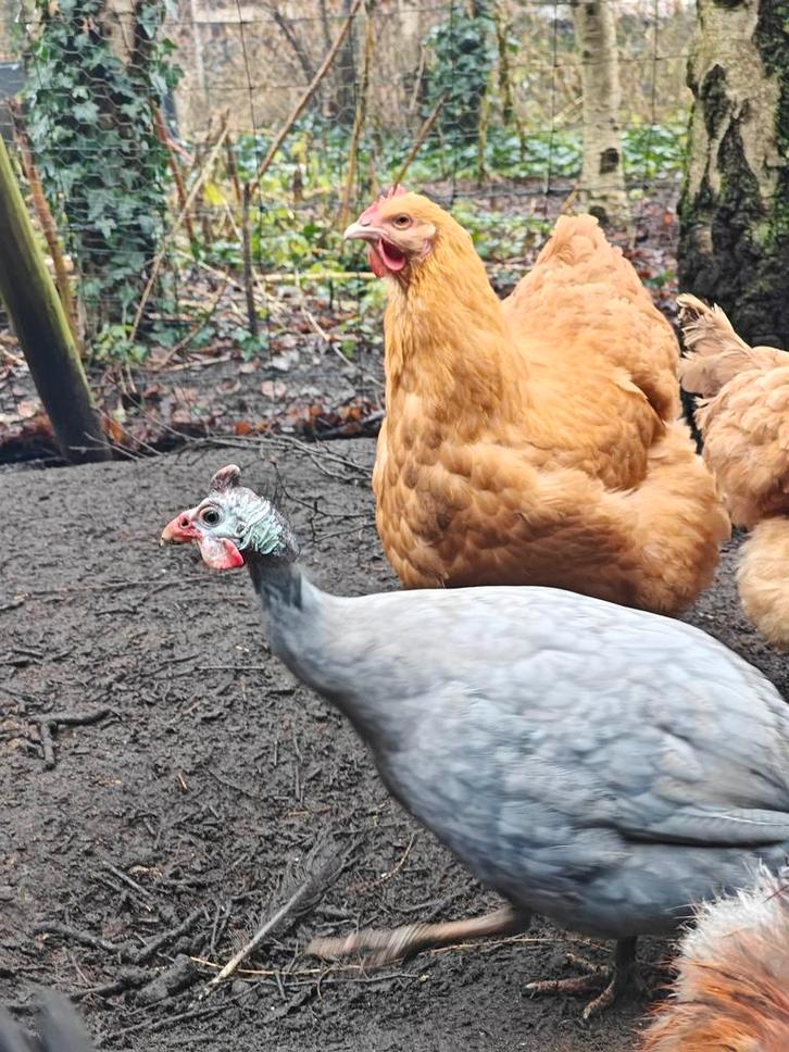 Lavendel parelhoen haan, Animaux & Accessoires, Volatiles, Autres espèces, Mâle