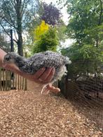 5 mechelse koekoek haantjes, Dieren en Toebehoren, Pluimvee