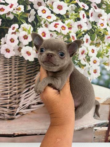 Twee prachtige chihuahua reutjes, Chien (mâle), Belgique, 8 à 15 semaines, Maladie de Carré (chiens)