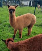 Alpaca hengstje, Dieren en Toebehoren, Overige Dieren