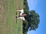 Tinker merrie, Dieren en Toebehoren, Merrie, C pony (1.27m tot 1.37m), Gechipt