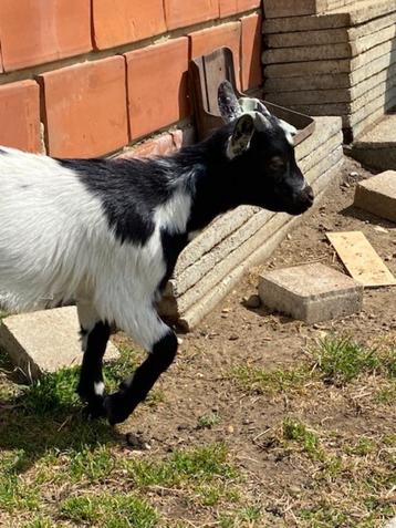 Dwerggeitje, Mâle, Chèvre, 0 à 2 ans