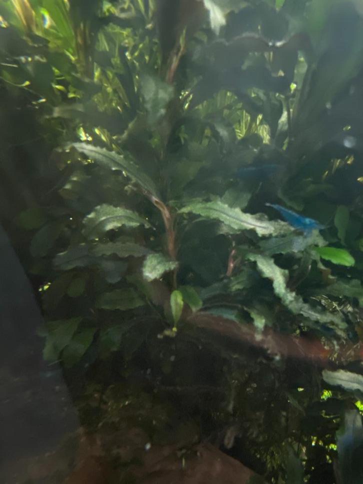 Bucephalandra plantjes voor aquarium, Dieren en Toebehoren, Vissen | Aquaria en Toebehoren, Gebruikt, Plant(en), Steen of Hout