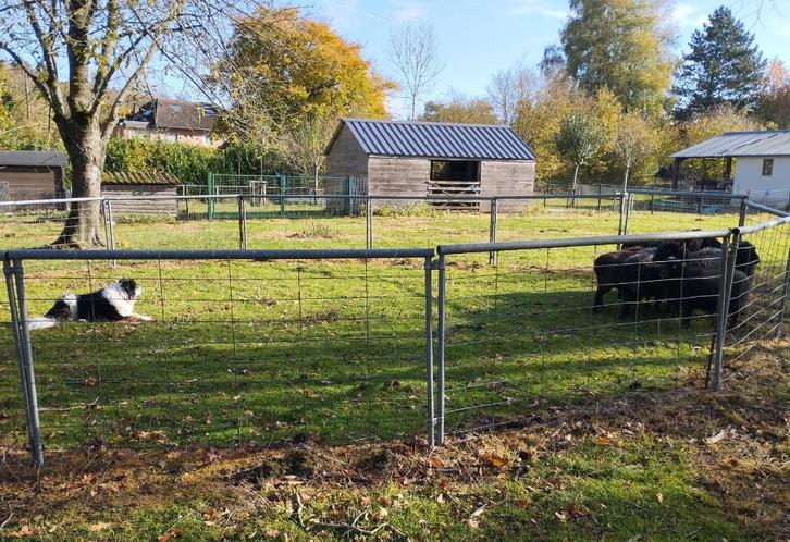 Cirkel voor kuddebeheer (schapen), Dieren en Toebehoren, Honden-accessoires, Gebruikt, Ophalen