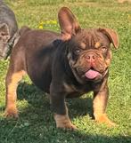 Prachtige Choco tan franse bulldog pups reutje, Dieren en Toebehoren, België, Fokker | Hobbymatig, Reu, 8 tot 15 weken