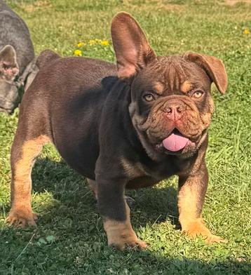 Prachtige Choco tan franse bulldog pups reutje  beschikbaar voor biedingen
