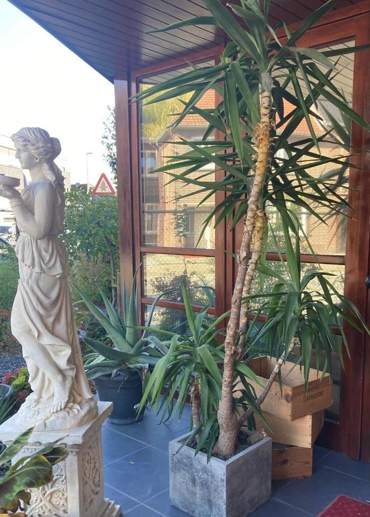 grote gezonde Aloë Vera en Yucca los of samen buiten/binnen, Huis en Inrichting, Kamerplanten, Yucca, In pot, Ophalen