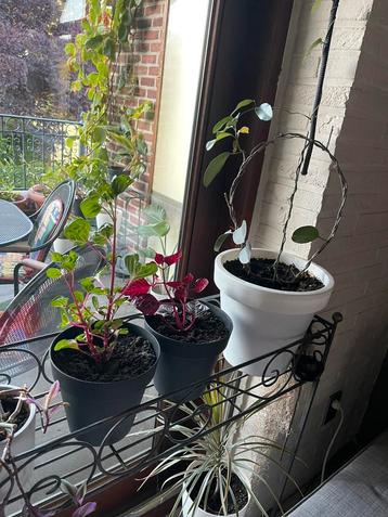Kamerplanten beschikbaar voor biedingen