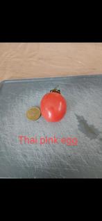 Tomaten Soorten per 10 zaden, Ophalen of Verzenden, Zo goed als nieuw