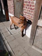Grote geit, Dieren en Toebehoren, Schapen, Geiten en Varkens