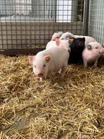 gottinger mini varkens, biggen  biggetjes in vele kleuren, Meerdere dieren, Varken, 0 tot 2 jaar