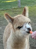 Alpaca cria hengst  (juni 2025), Juin, Mâle