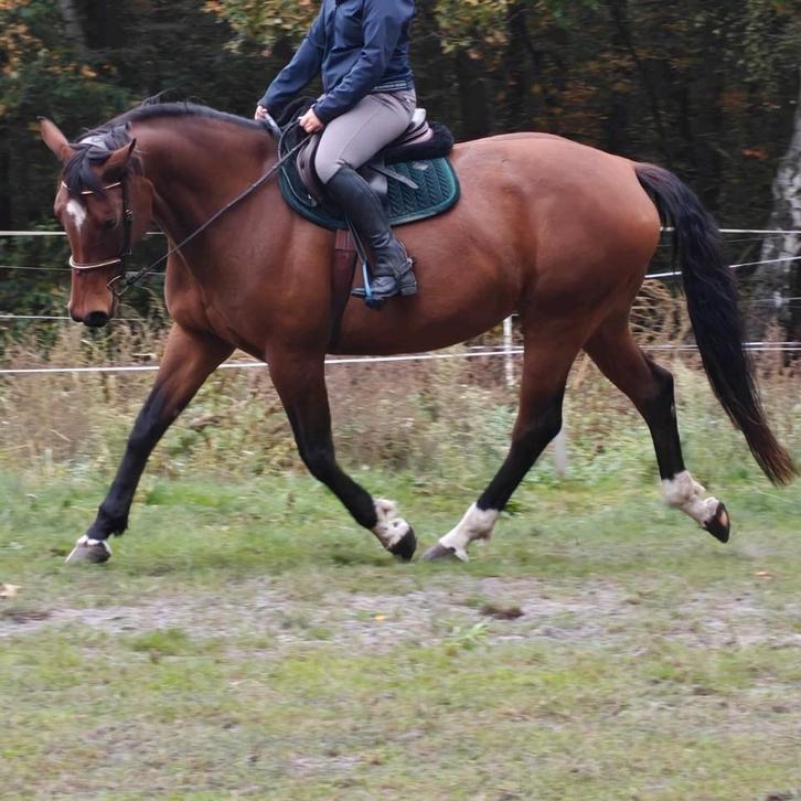 Lief bospaard/ fokmerrie KWPN, Dieren en Toebehoren, Paarden, Merrie, L, 170 tot 175 cm, 7 tot 10 jaar, Recreatiepaard, Met stamboom