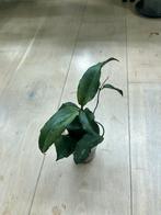 Hoya Erythrina, Huis en Inrichting, Kamerplanten, Ophalen of Verzenden