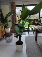 Strelitzia Nicolae 160cm, Ophalen