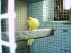 Jonge kakarikies te koop, Dieren en Toebehoren, Meerdere dieren