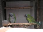 vogels, Dieren en Toebehoren, Meerdere dieren, Parkiet, Geringd