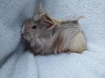 Peruvian cavia beertjes, Dieren en Toebehoren, Knaagdieren, Cavia