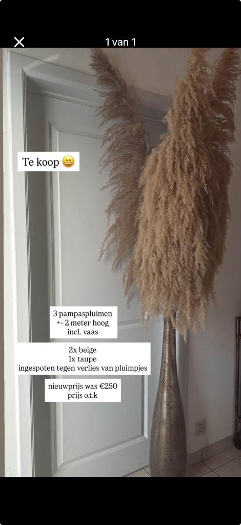 Pampas mét of zonder vaas, Huis en Inrichting, Woonaccessoires | Droogbloemen, Ophalen