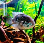 2 magnifiques cichlidés acara, Animaux & Accessoires, Poissons | Poissons d'aquarium