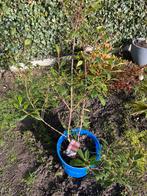 Photinia fras,carré rouge, Ophalen, Vaste plant