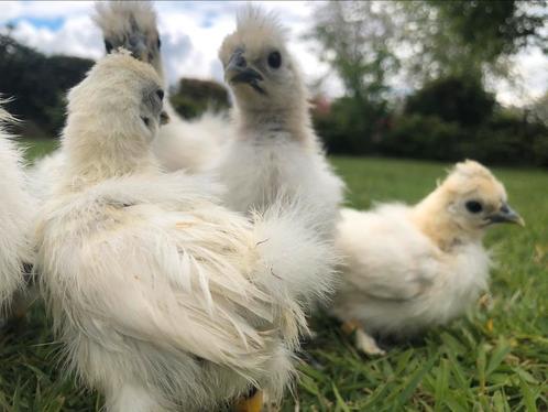 SOLDEN 10 zijdehoenkrielen (40€ bijna gratis), Dieren en Toebehoren, Pluimvee, Kip, Geslacht onbekend