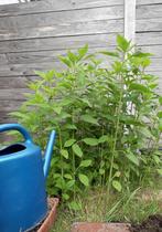 Aardpeerplanten, Tuin en Terras, Planten | Tuinplanten, Ophalen, Volle zon, Herfst, Groenteplanten