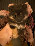 Pomeriaan Mini (particulier) teefjes, Dieren en Toebehoren, Honden | Poolhonden, Keeshonden en Oertypen, België, Particulier, Overige rassen