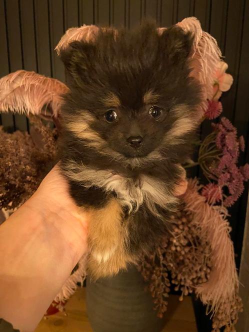 Pomeriaan Mini (particulier) teefjes, Dieren en Toebehoren, Honden | Poolhonden, Keeshonden en Oertypen, Teef, Overige rassen