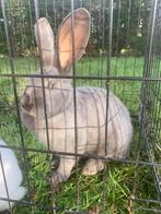 Vlaamse reus ( voedster), Animaux & Accessoires, Femelle, Grand, 0 à 2 ans