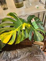 Monstera Marilyn Variegata, Huis en Inrichting, Ophalen