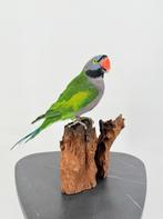 Opgezette Derbyanparkiet op natuurlijk wortelhout - Wilderni