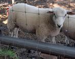 Swifter stamboek ramlammeren te koop, Mâle, Mouton, 0 à 2 ans