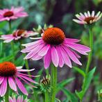 Echinacea prairie splendor, Tuin en Terras, Planten | Tuinplanten, Ophalen, Zomer, Vaste plant, Volle zon