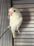 Agapornis dwergpapegaai, Meerdere dieren, Dwergpapegaai of Agapornis, Geringd