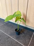 Syngonium Mottled Mojito, Huis en Inrichting, Kamerplanten, Ophalen, Overige soorten, Halfschaduw, In pot