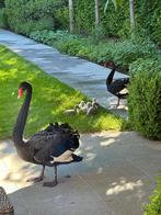 Zwarte zwanen, Animaux & Accessoires, Animaux Autre, Avril