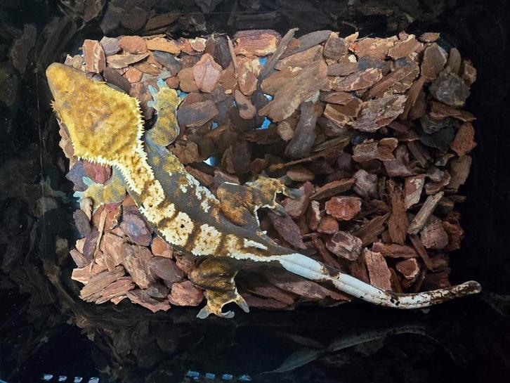 Wij hebben diversen wimpergekkos beschikbaar, Dieren en Toebehoren, Reptielen en Amfibieën, Amfibie