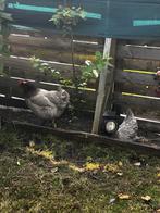 4 Gratis kippen, Dieren en Toebehoren, Pluimvee, Vrouwelijk, Kip