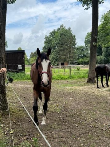 Leergierige bruine merrie  beschikbaar voor biedingen