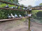Postduiven, Animaux & Accessoires, Oiseaux | Pigeons