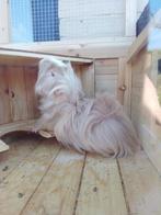 Peruviaanse cavia's, Dieren en Toebehoren, Knaagdieren, Cavia