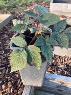 Doornloze bramen planten, Ophalen