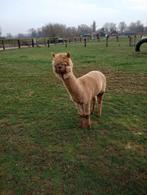 Alpaca, Dieren en Toebehoren, Overige Dieren, Meerdere dieren