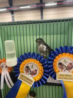 Glosters te koop .Hasselt, Dieren en Toebehoren, Vogels | Kanaries