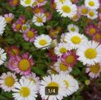 Erigeron karvinskianus of muurfijnstraal (bodembedekker), Tuin en Terras, Planten | Tuinplanten, Ophalen, Vaste plant, Bodembedekkers