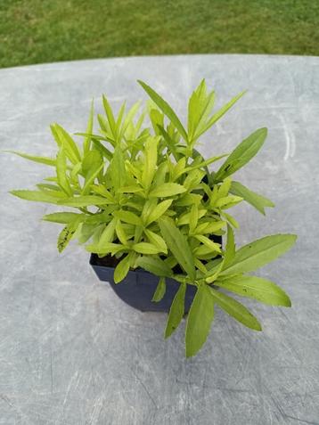 Physostegia Alba beschikbaar voor biedingen