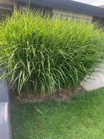 Miscanthus zebrinus, Tuin en Terras, Planten | Tuinplanten, Ophalen, Volle zon, Vaste plant, Siergrassen